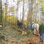 Horse Logging at Hallr Wood