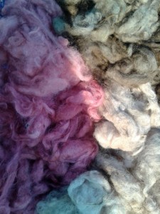 Elderberry_2