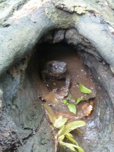 woodland resident checks out the action!